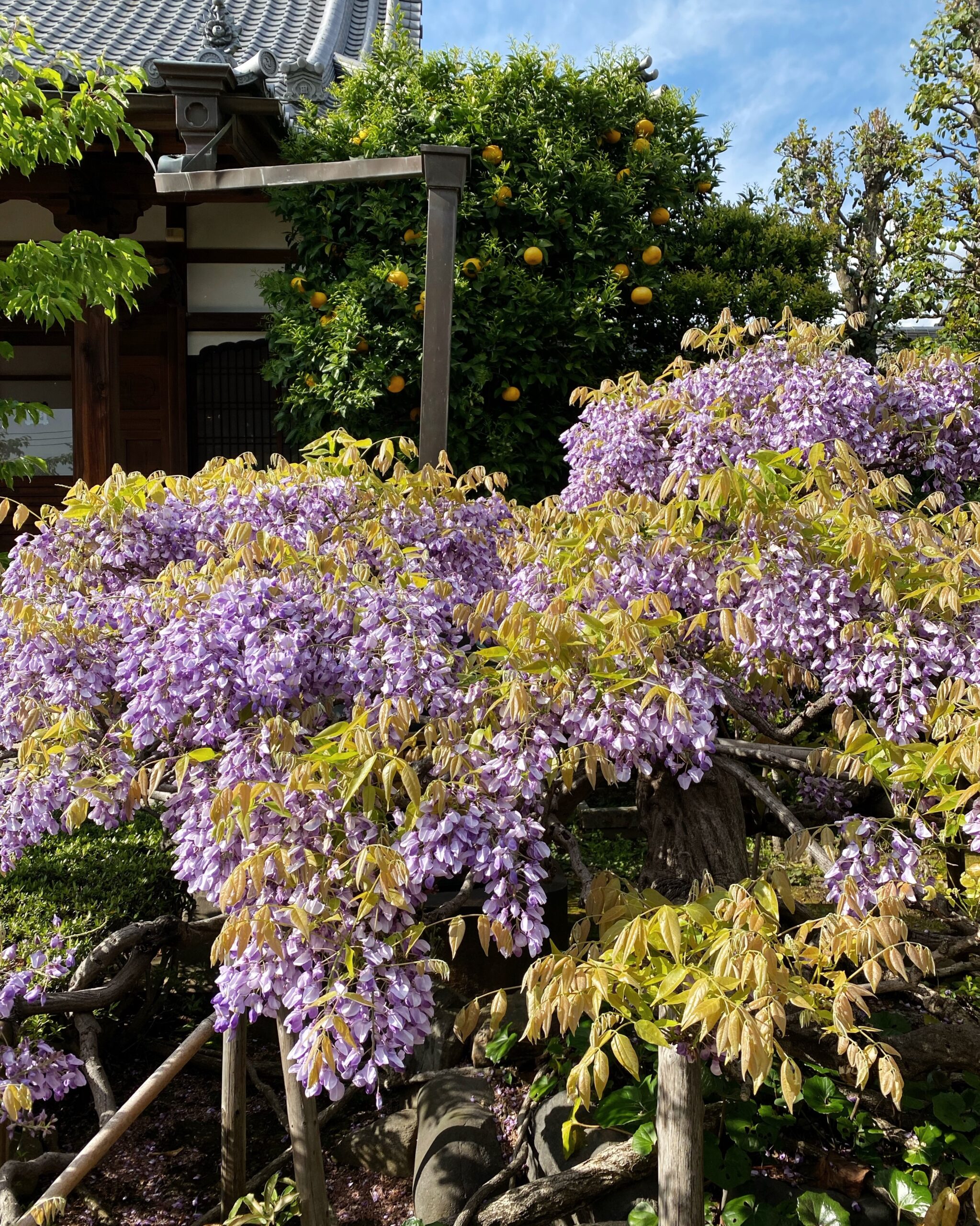 Yanaka cemetery Ottavia Baldi