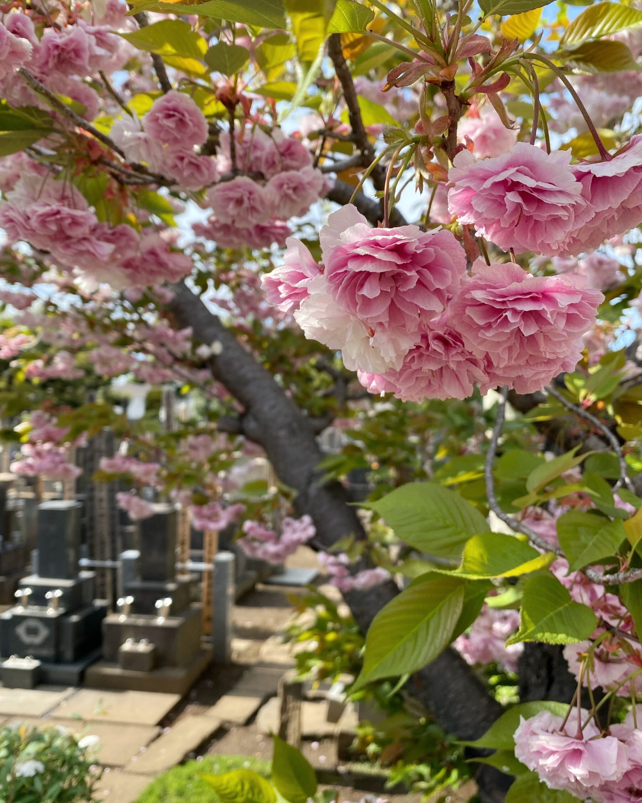 Yanaka cemetery Ottavia Baldi